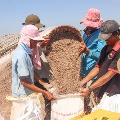 Vĩnh Châu vào mùa muối